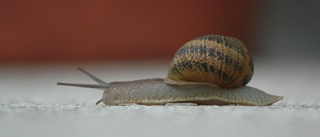 snail-368763_1920